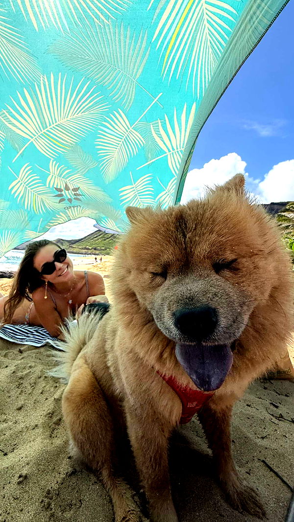 soph4ocean image ~ Altpins