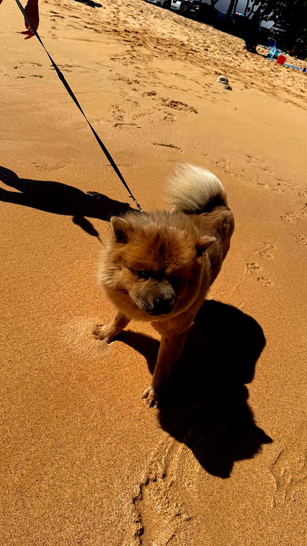 soph4ocean image ~ Altpins