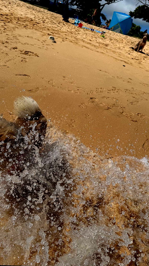 soph4ocean image ~ Altpins