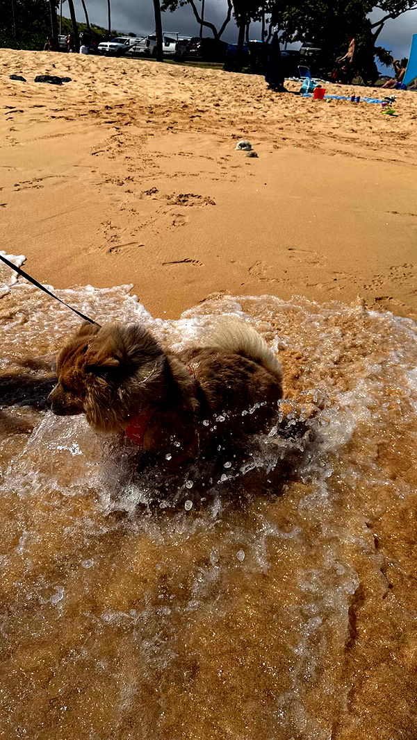 soph4ocean image ~ Altpins