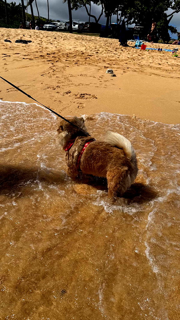 soph4ocean image ~ Altpins