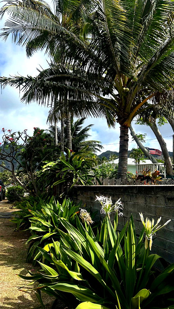 soph4ocean image ~ Altpins