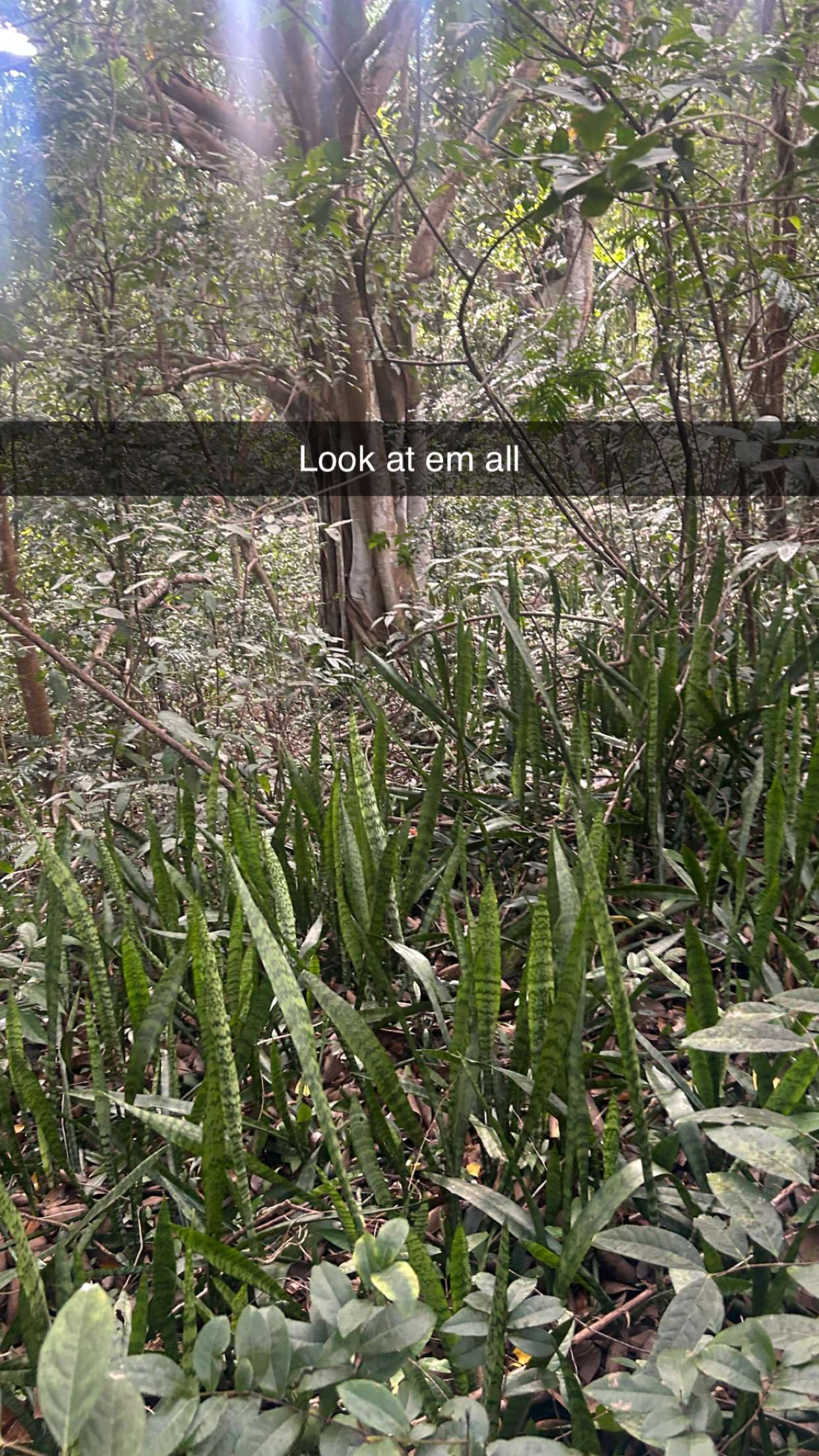 soph4ocean snapchat image archive image