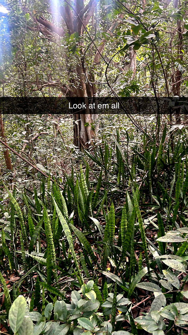 soph4ocean image ~ Altpins