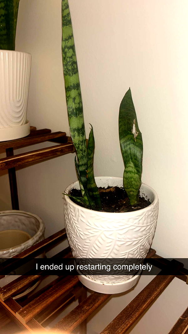 soph4ocean image ~ Altpins