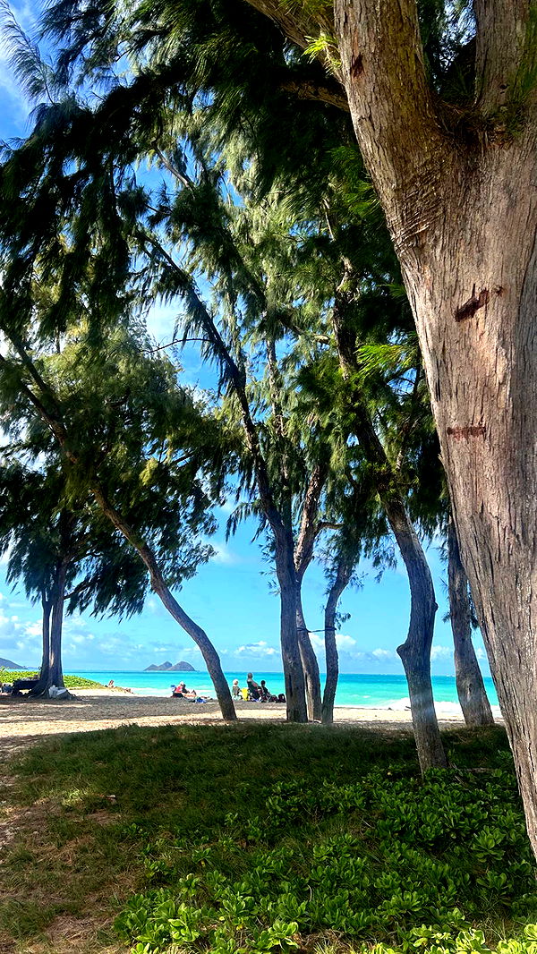 soph4ocean image ~ Altpins