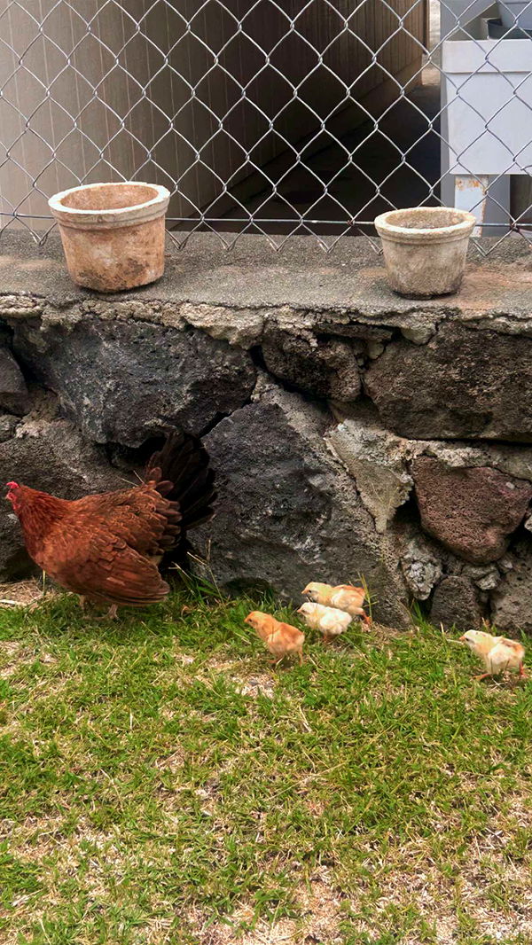 soph4ocean image ~ Altpins