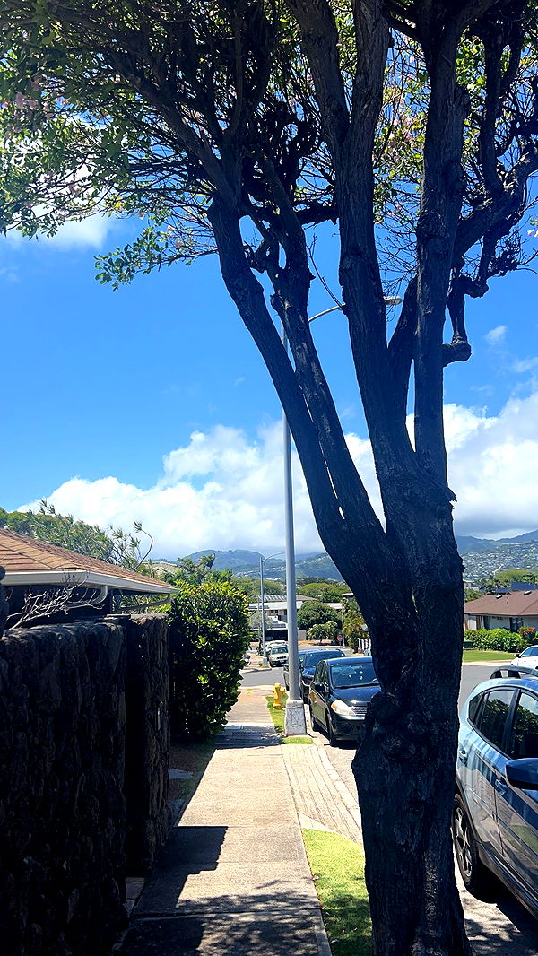 soph4ocean image ~ Altpins