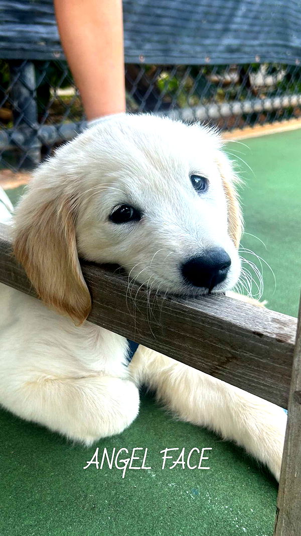 soph4ocean image ~ Altpins