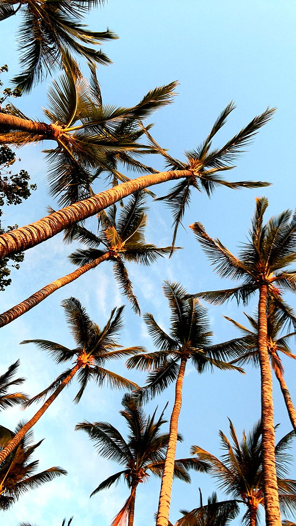 soph4ocean image ~ Altpins