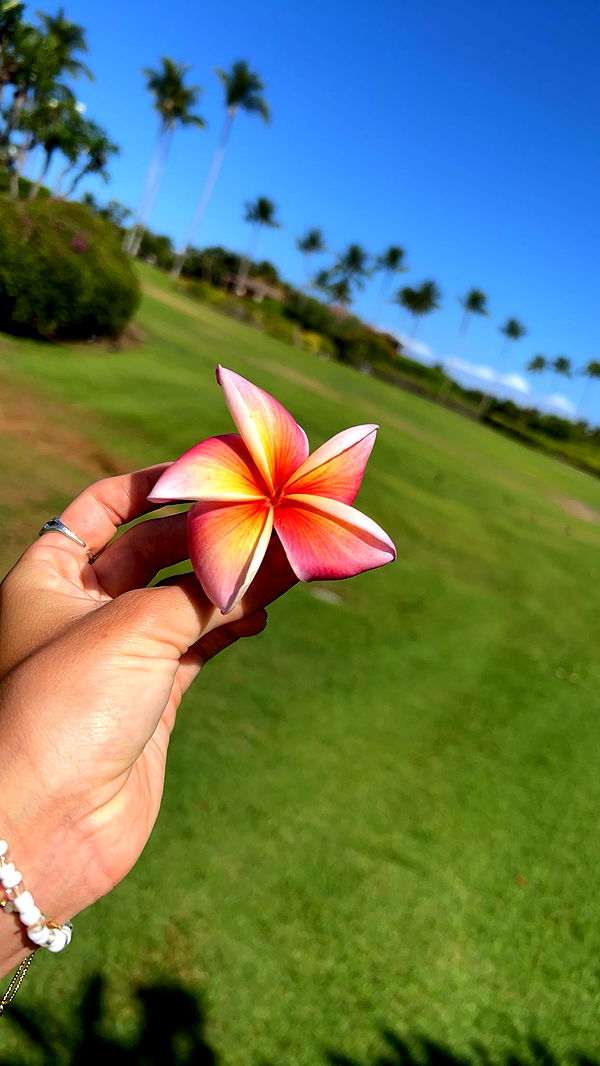 soph4ocean image ~ Altpins