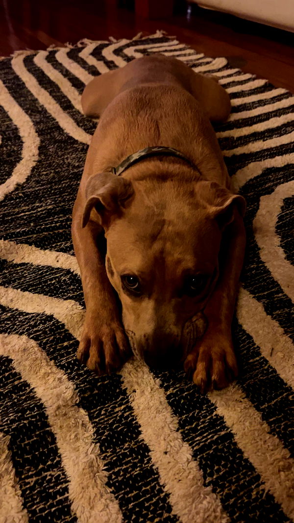 soph4ocean image ~ Altpins