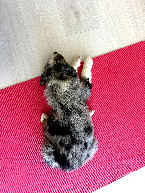 soph4ocean image ~ Altpins