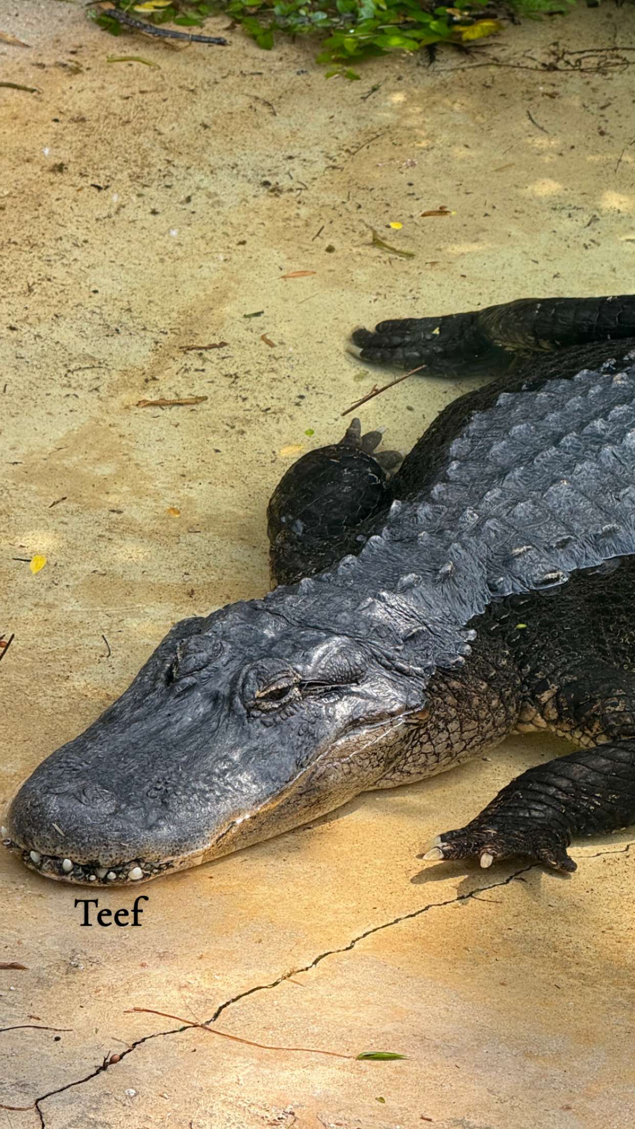 soph4ocean snapchat image archive image