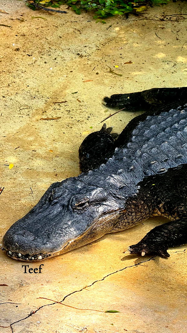 soph4ocean image ~ Altpins