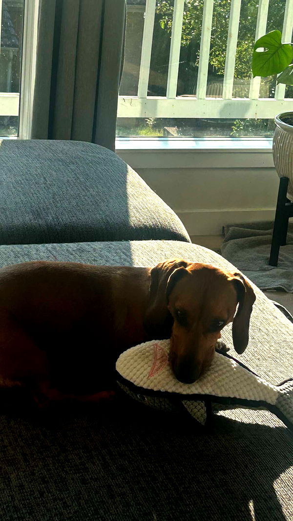 soph4ocean image ~ Altpins