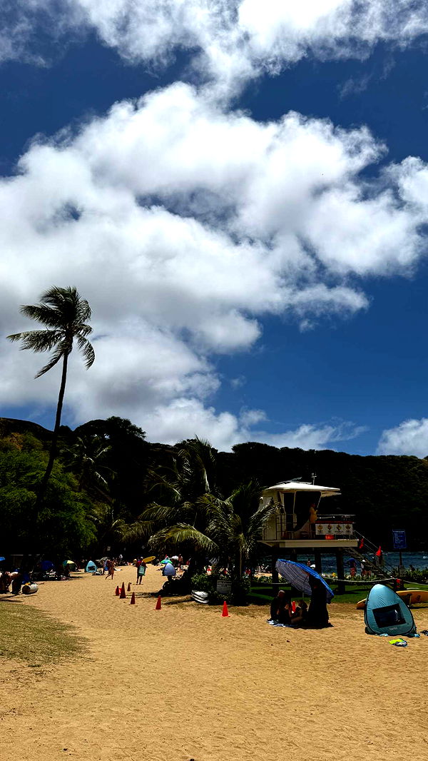 soph4ocean image ~ Altpins