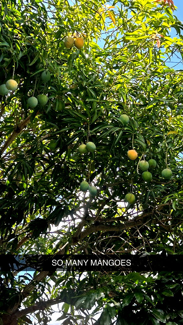 soph4ocean image ~ Altpins