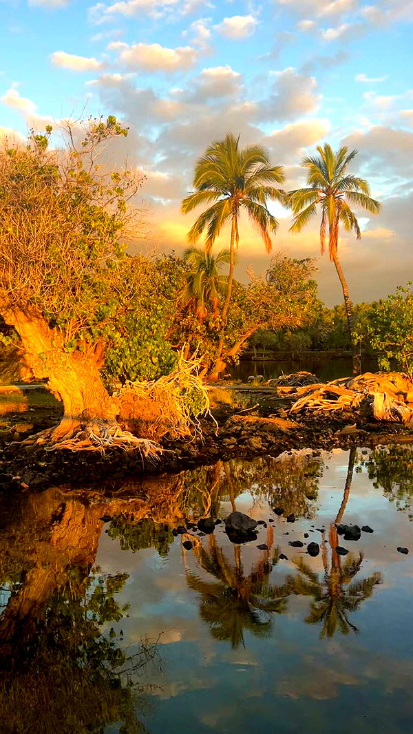 soph4ocean image ~ Altpins