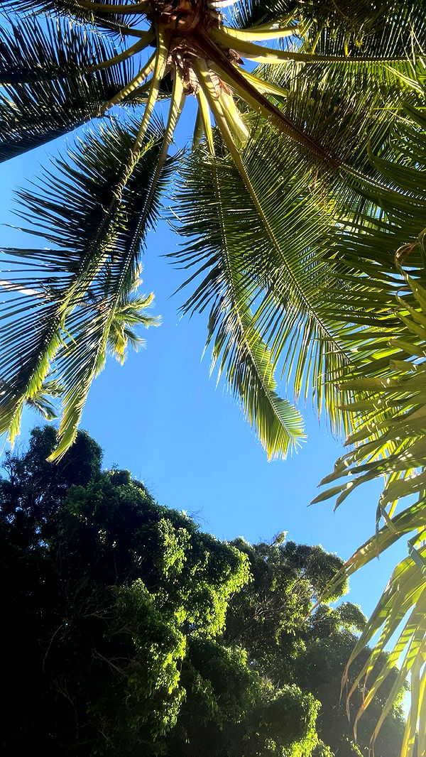 soph4ocean image ~ Altpins