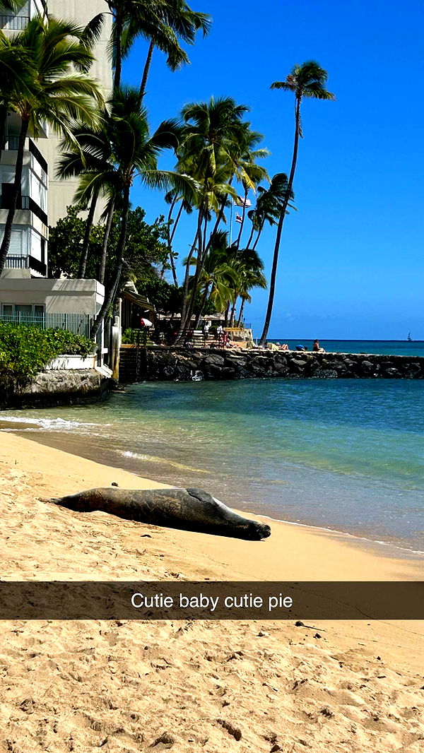 soph4ocean image ~ Altpins