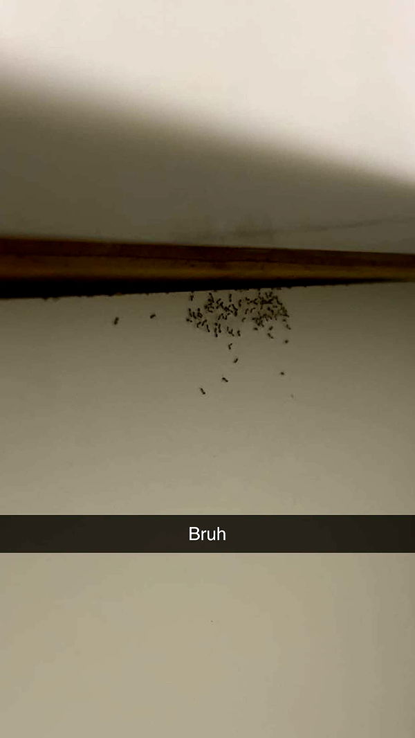 soph4ocean image ~ Altpins