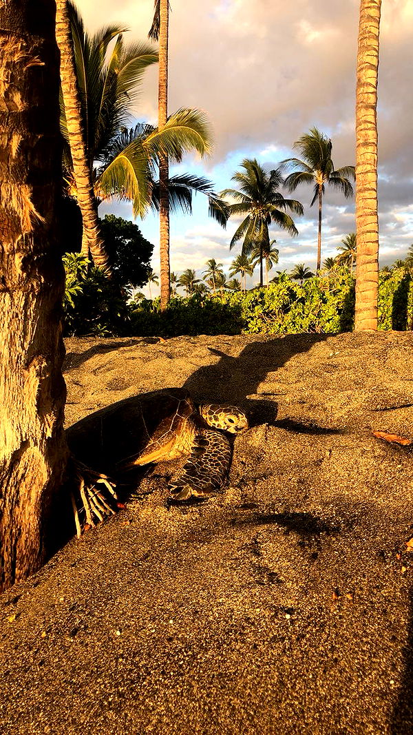 soph4ocean image ~ Altpins