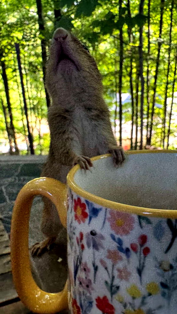 soph4ocean image ~ Altpins