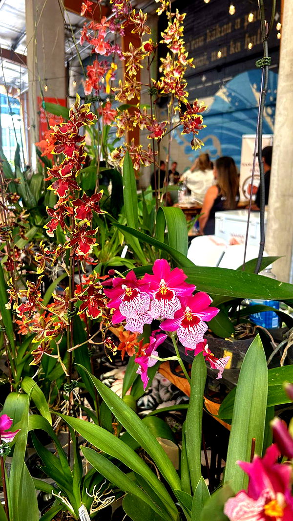 soph4ocean image ~ Altpins