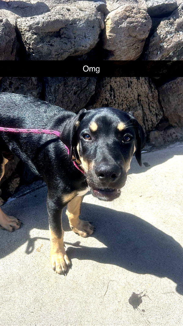 soph4ocean image ~ Altpins