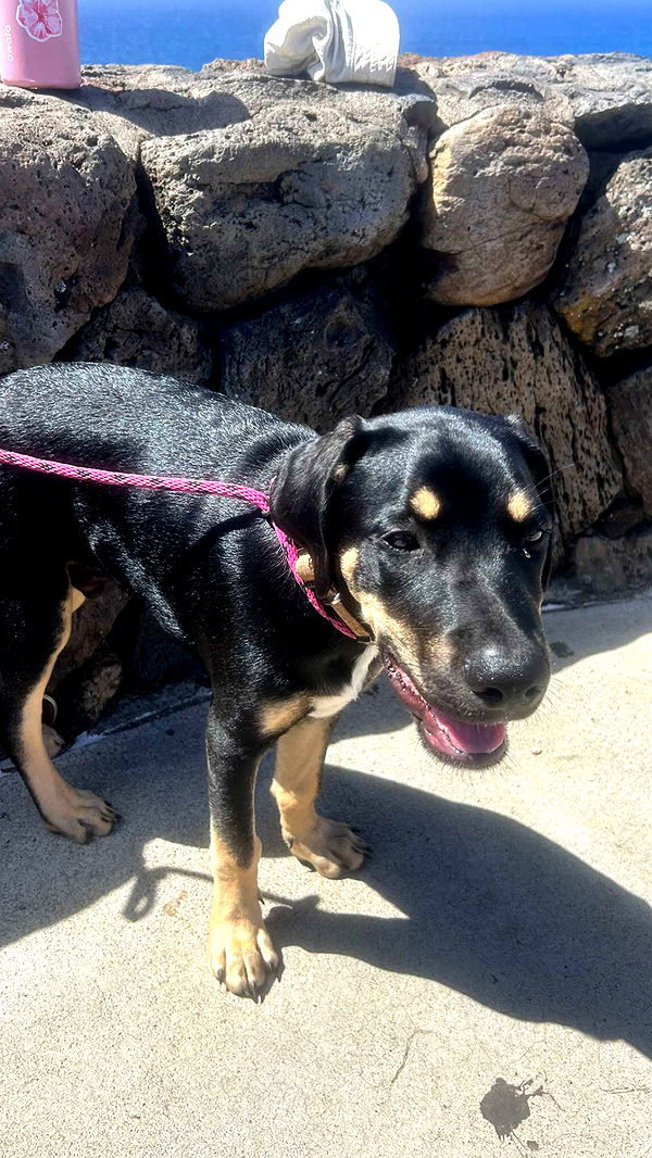 soph4ocean image ~ Altpins