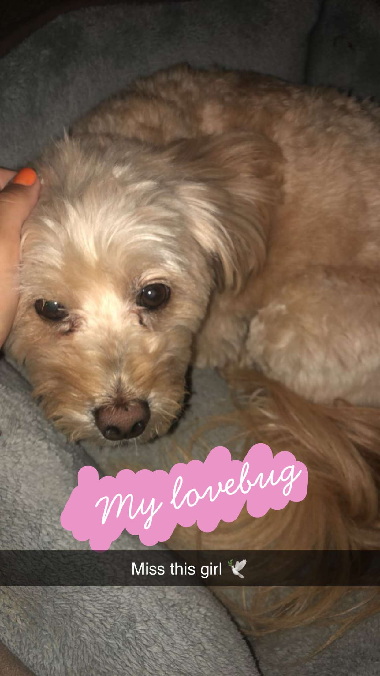 soph4ocean snapchat image archive image