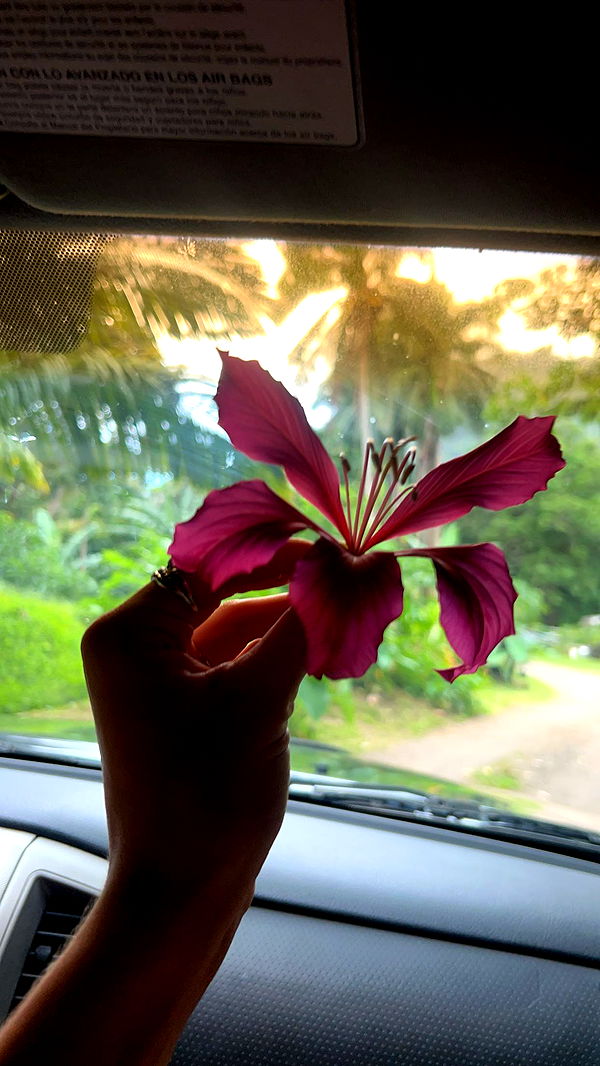 soph4ocean image ~ Altpins