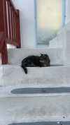 soph4ocean Altpins Profile Picture