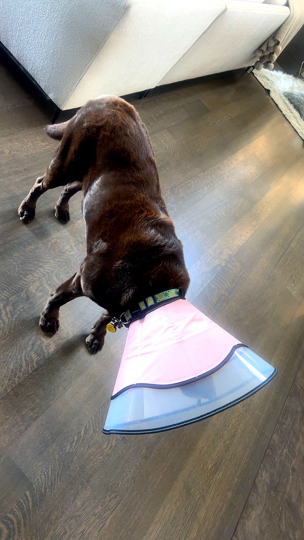 soph4ocean image ~ Altpins