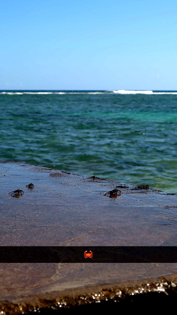 soph4ocean image ~ Altpins