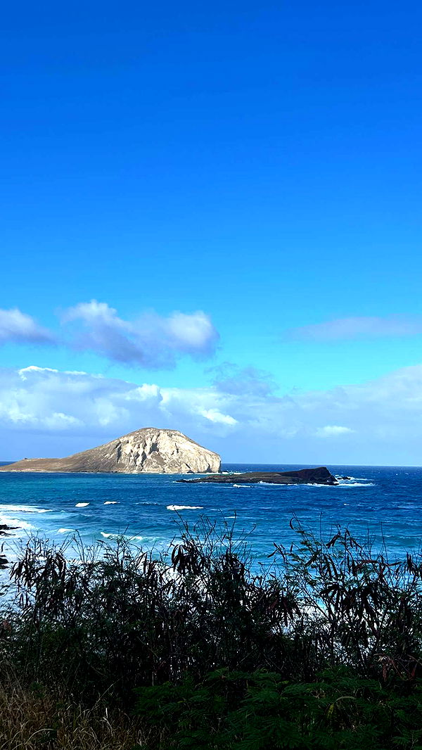 soph4ocean image ~ Altpins