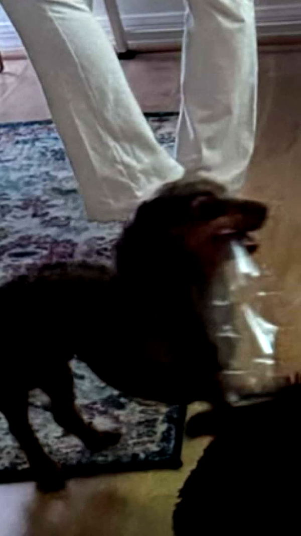 sophieraiin image ~ Altpins