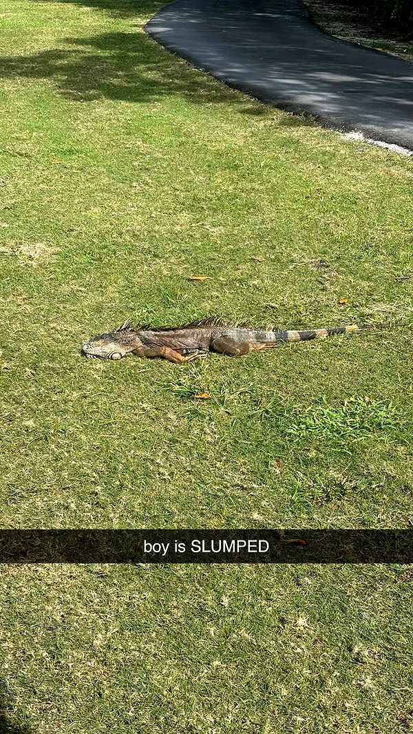 sophieraiin image ~ Altpins