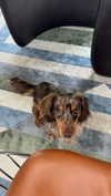 sophieraiin Altpins Profile Picture
