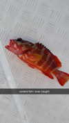 sophieraiin Altpins Profile Picture