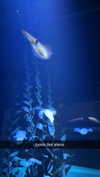 sophieraiin Altpins Profile Picture