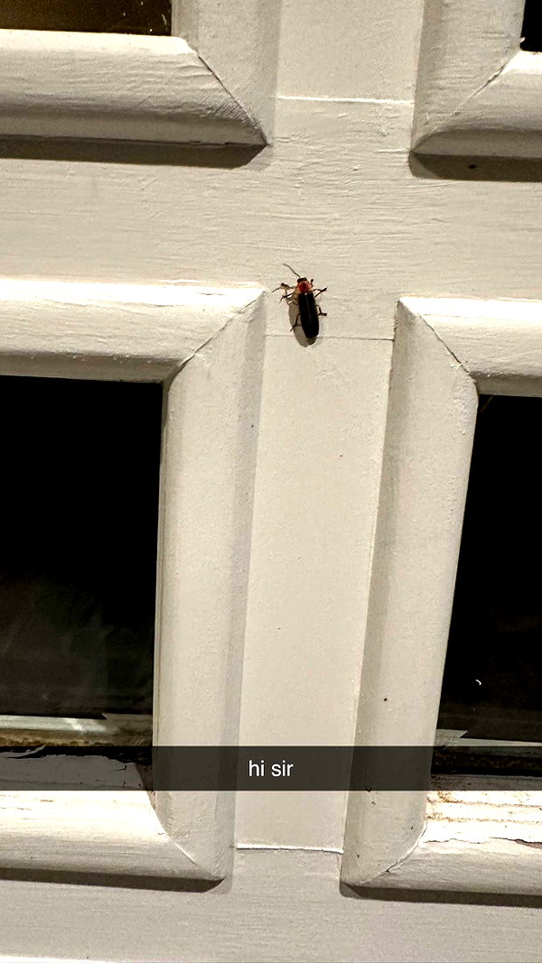 sophieraiin snapchat image archive image