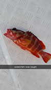 sophieraiin Altpins Profile Picture
