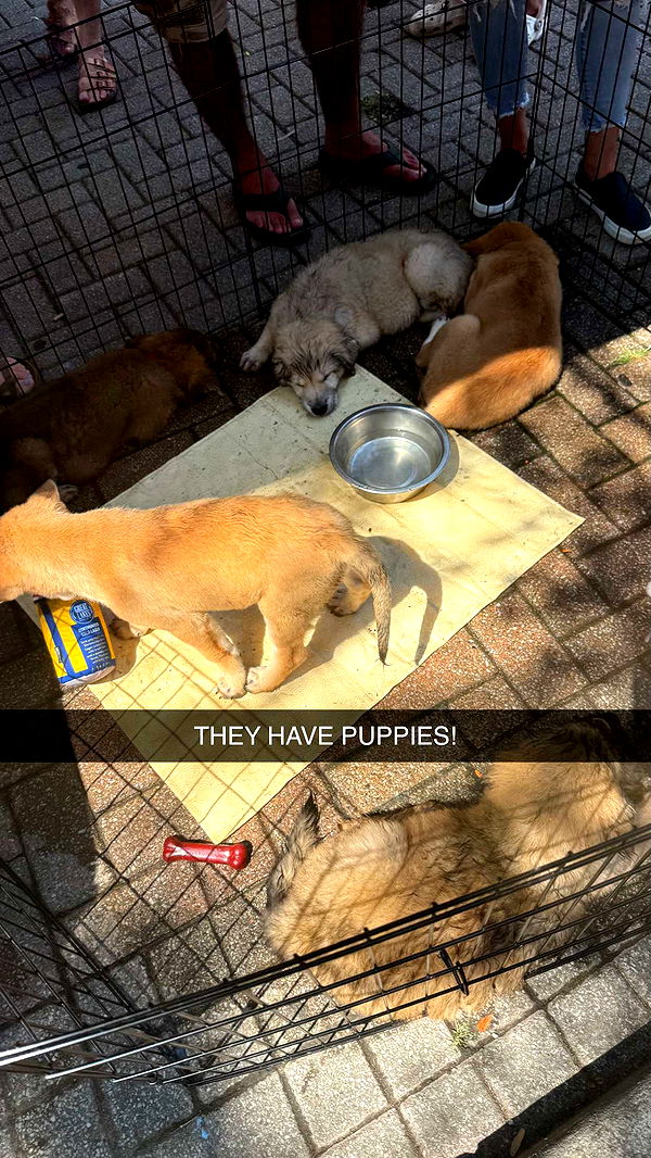 sophieraiin image ~ Altpins