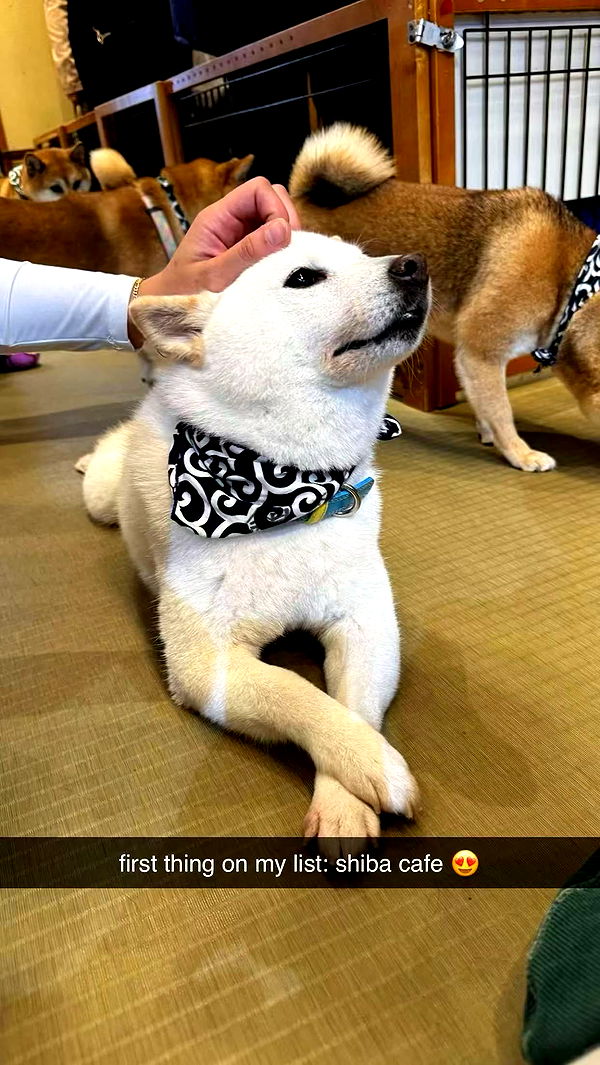 sophieraiin image ~ Altpins