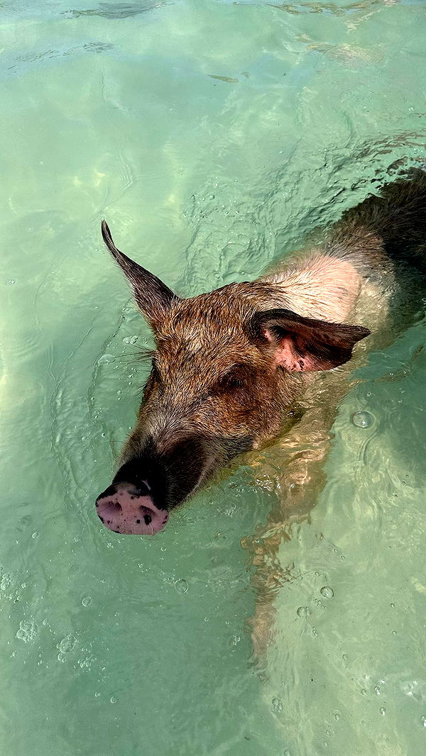 sophieraiin image ~ Altpins