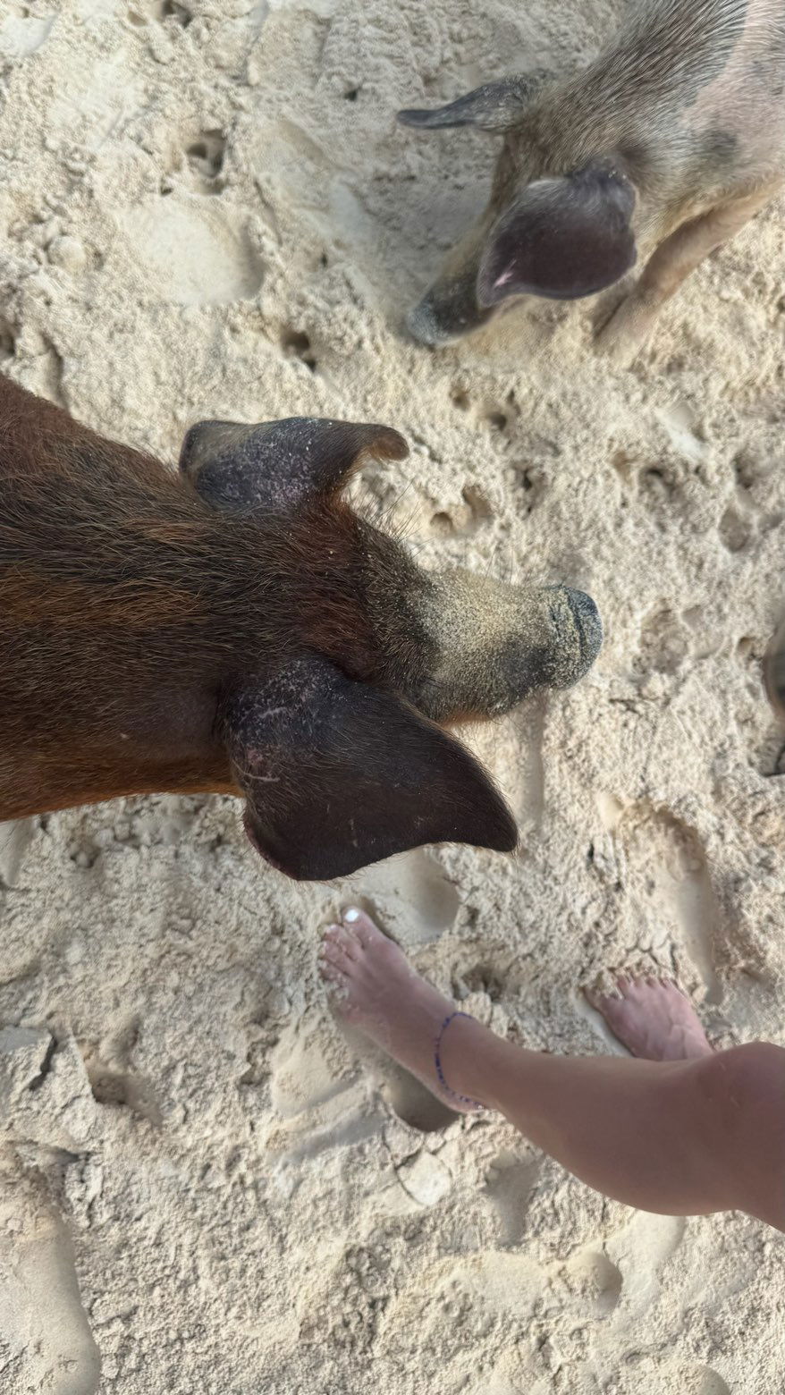 sophieraiin snapchat image archive image