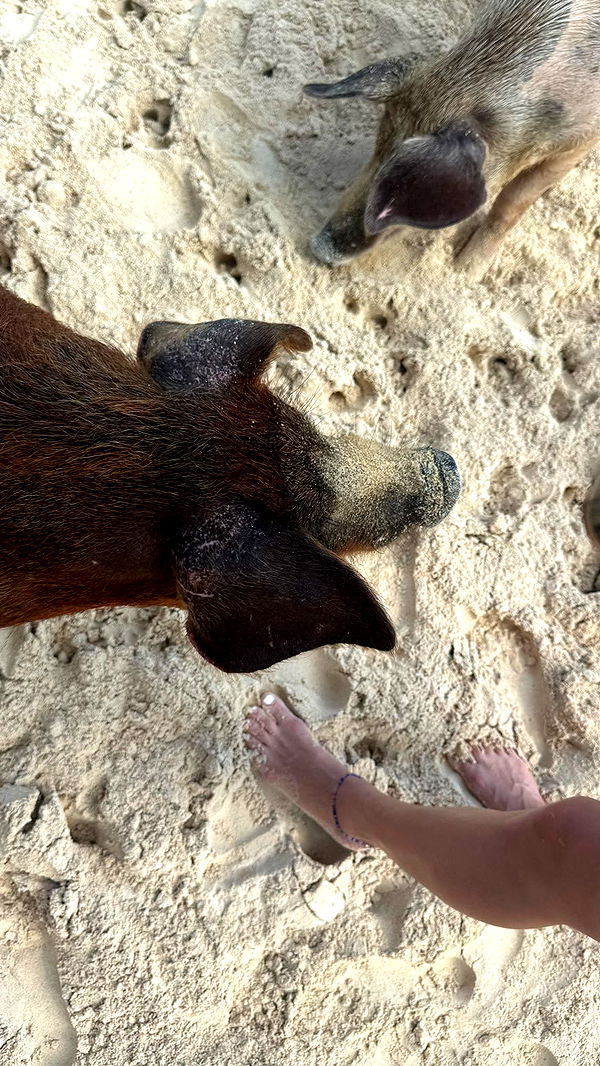 sophieraiin image ~ Altpins