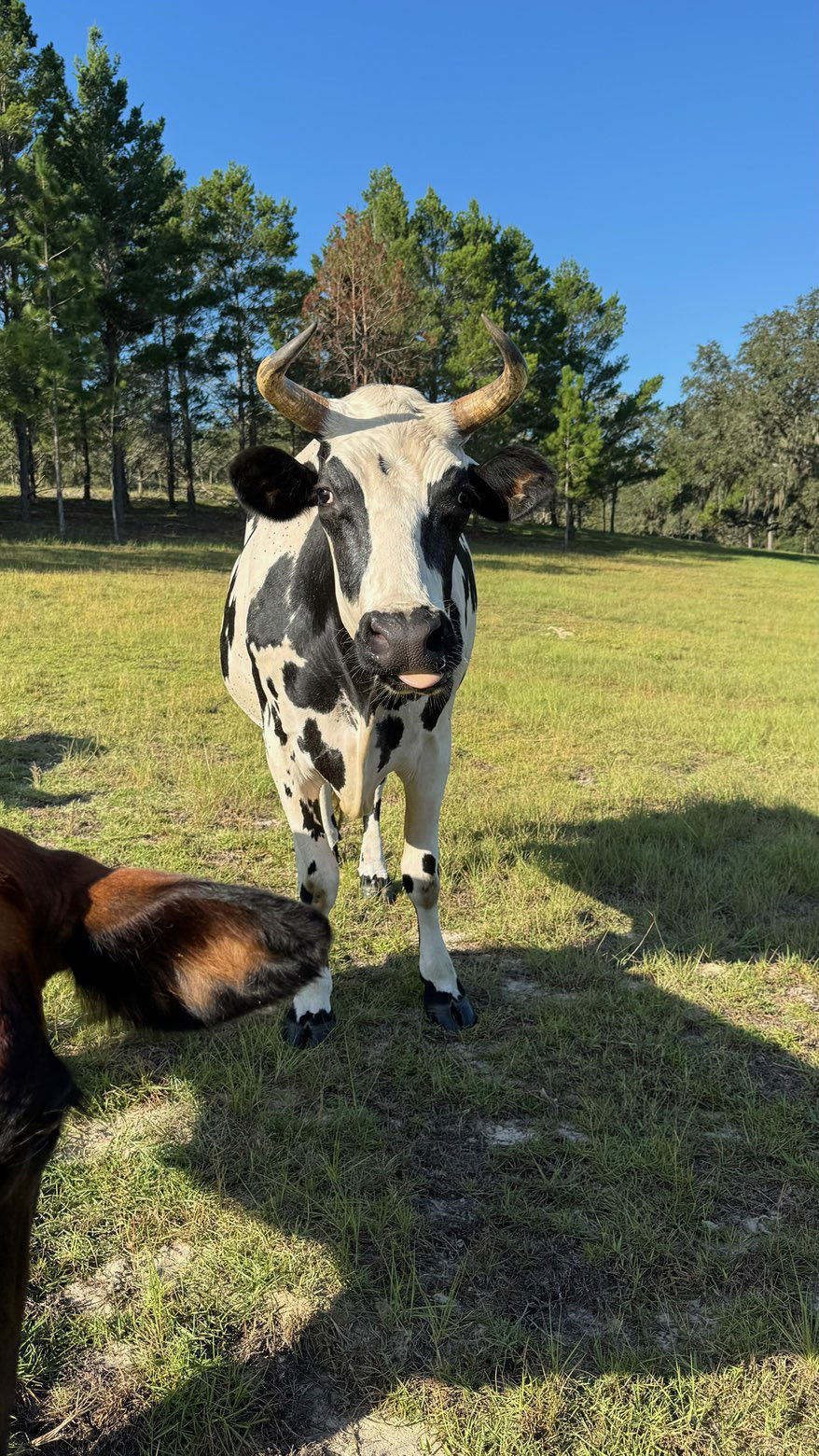 sophieraiin snapchat image archive image